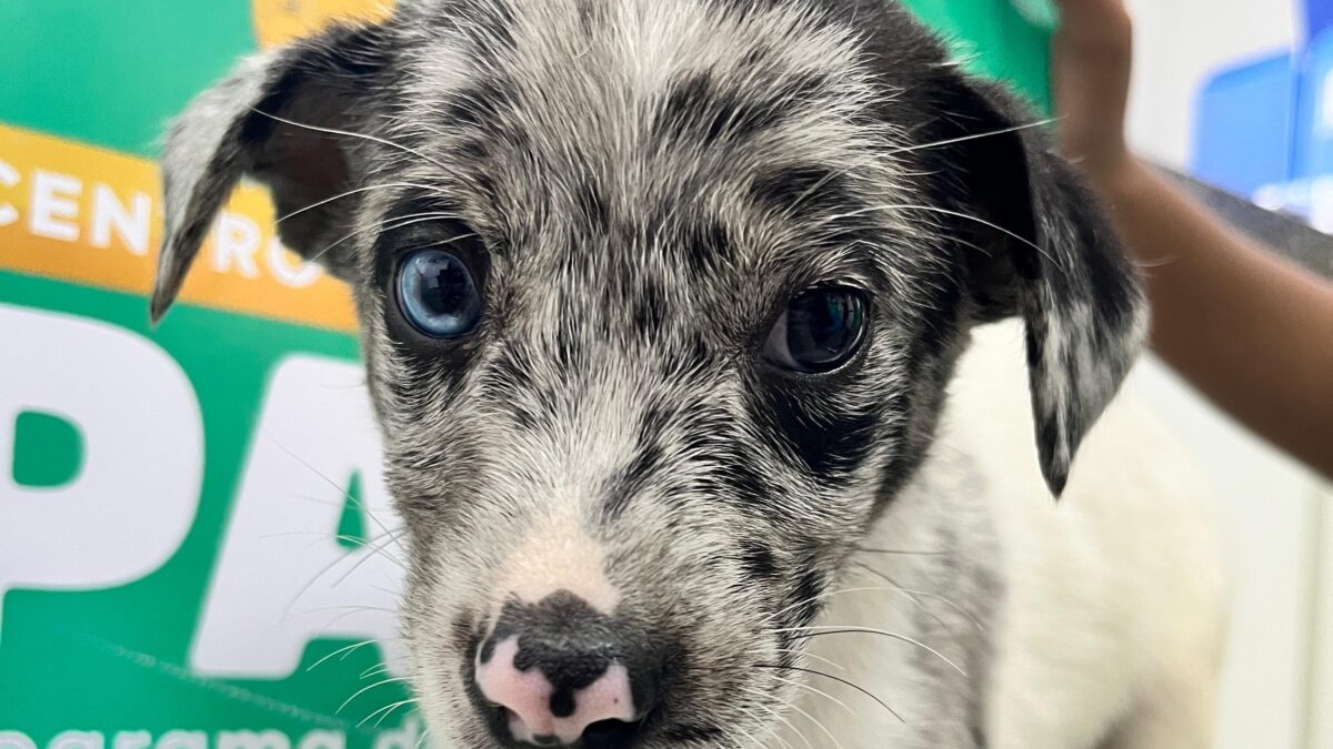 Aparecida de Goiânia recebe feira de adoção 'Deu Match com Meu Pet'