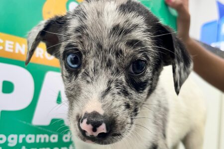 Aparecida de Goiânia recebe feira de adoção 'Deu Match com Meu Pet'