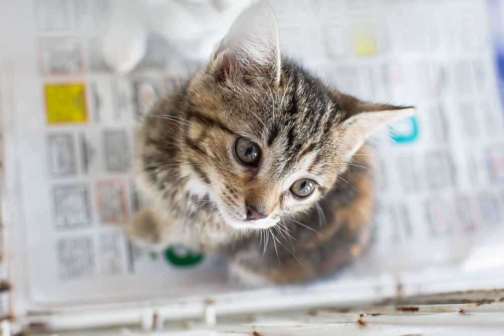 Evento reúne cerca de 40 cães e gatos para a adoção em Goiânia