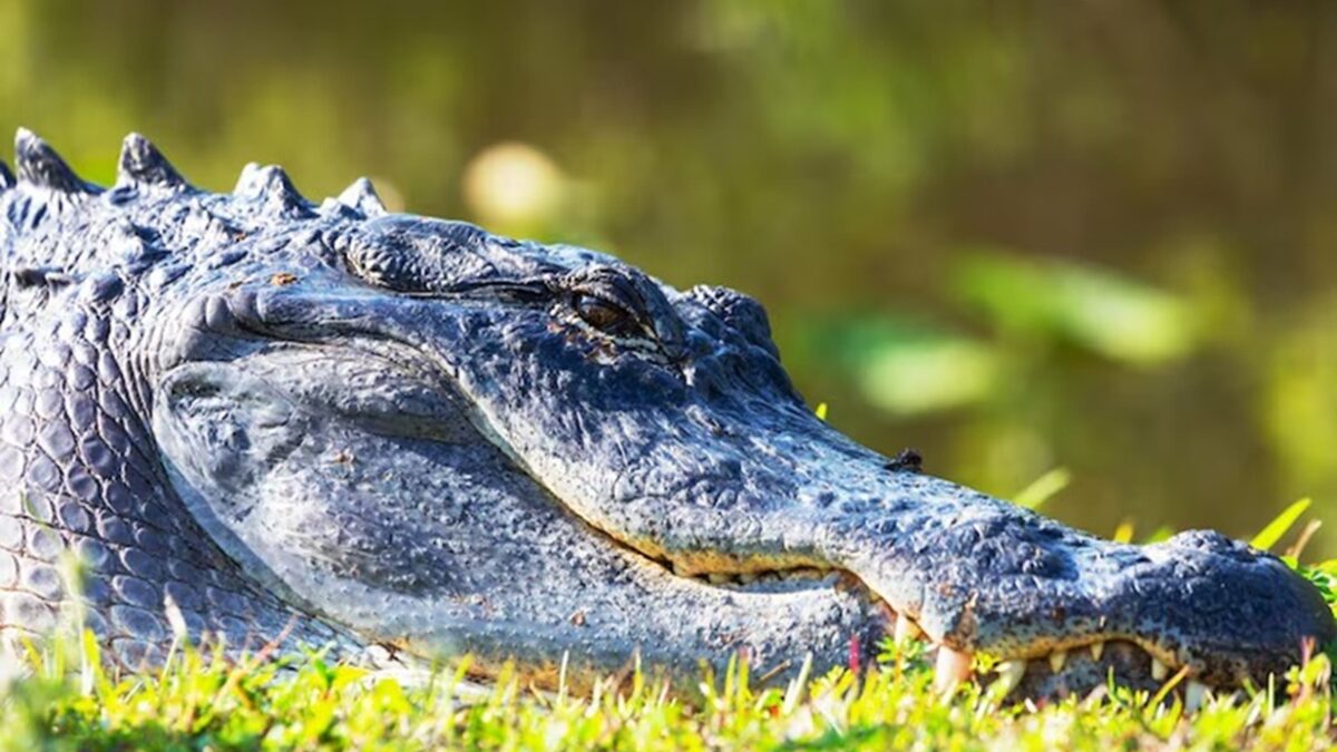 Mulher luta com jacaré para salvar cachorro de ataque; veja foto “Comecei a socar, dar cotoveladas, chutes e joelhadas", relatou