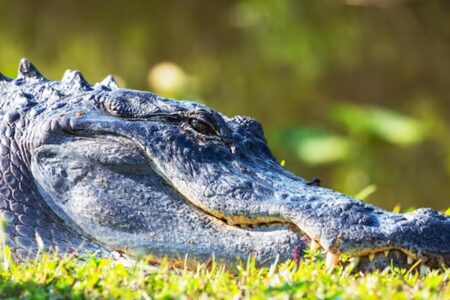 Mulher luta com jacaré para salvar cachorro de ataque; veja foto “Comecei a socar, dar cotoveladas, chutes e joelhadas", relatou