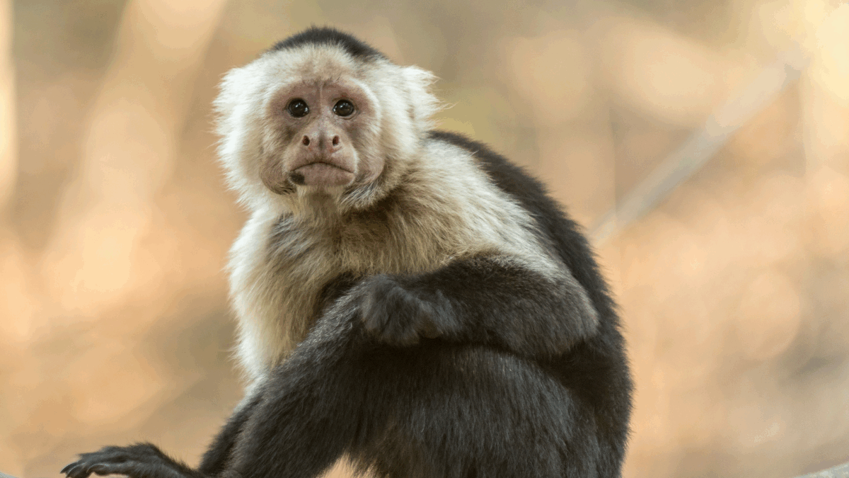 Imagem de um macaco em cima de uma árvore