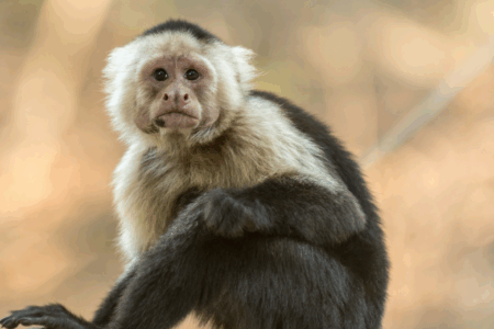 Imagem de um macaco em cima de uma árvore