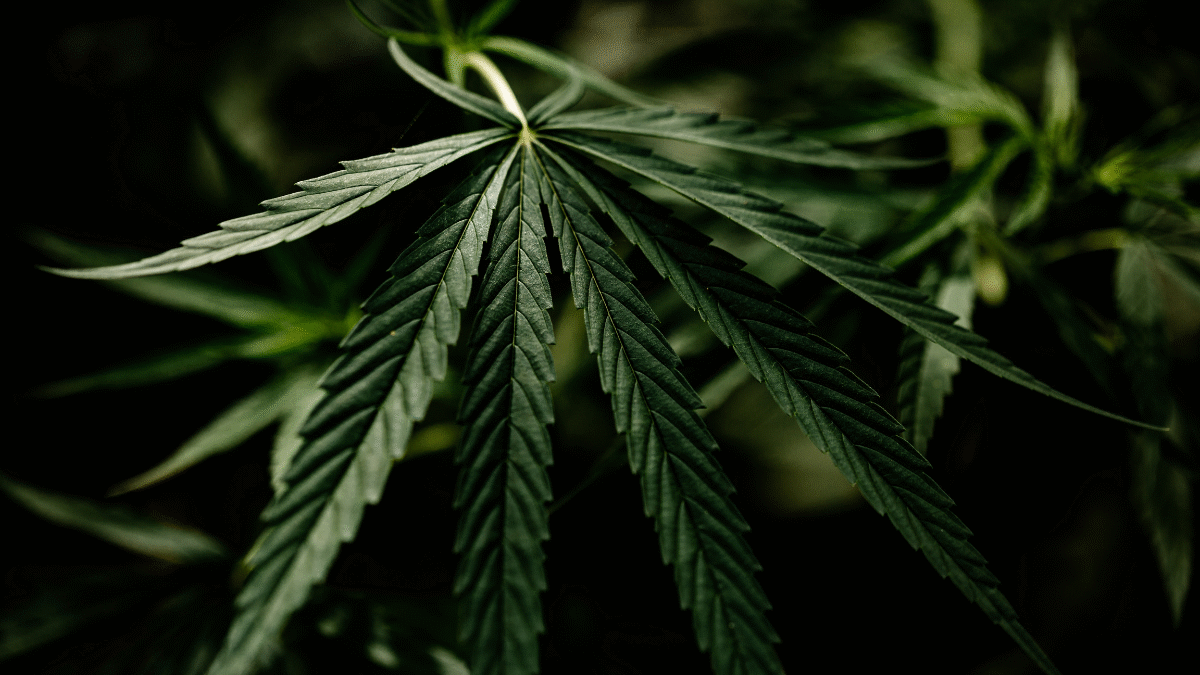 Imagem de uma planta da maconha