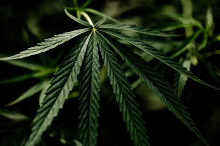 Imagem de uma planta da maconha