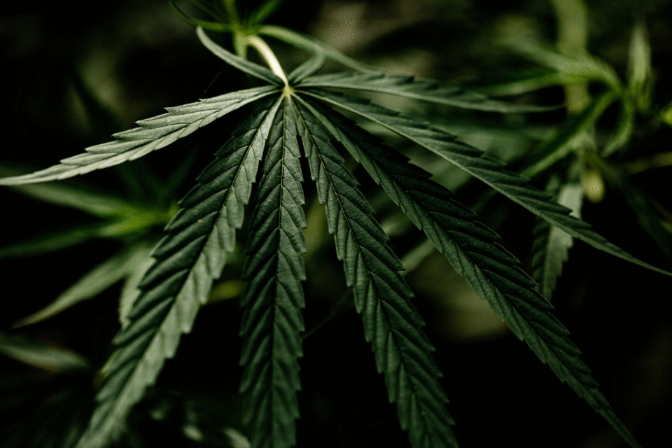 Imagem de uma planta da maconha