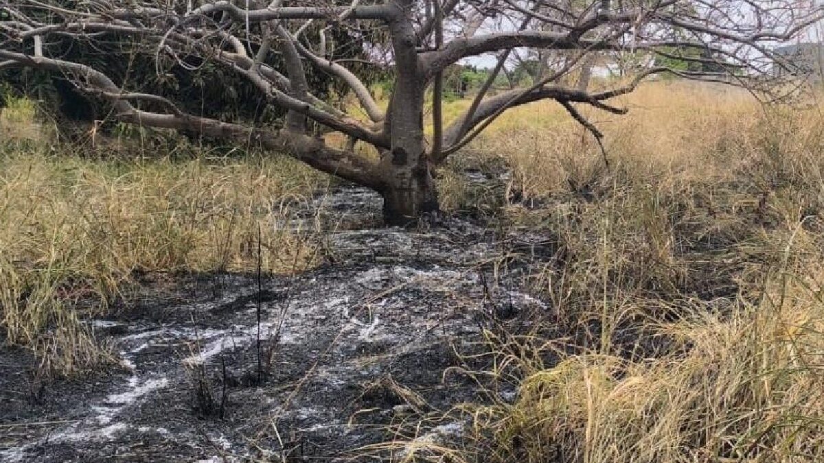 Casal é flagrado ao atear fogo em vegetação enquanto carrega bebê no colo em Goiânia