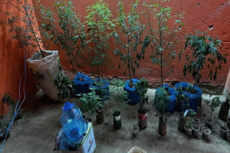 Estufa de maconha com sistema de iluminação e ventilação é encontrada em Uruana