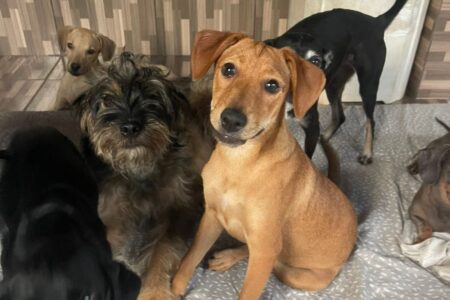 Goiânia recebe evento de adoção de cães e gatos neste sábado