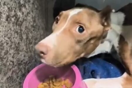 Cachorra pitbull resgatada em Aparecida não resiste e morre após maus-tratos