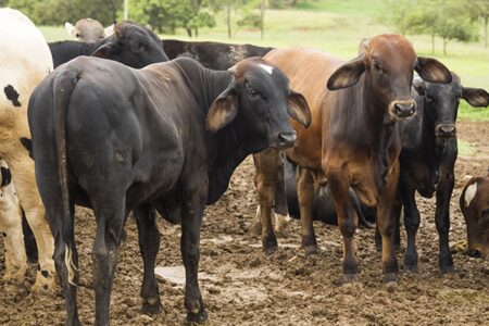 Goiás tem o segundo maior abate de bovinos já registrado em sua história
