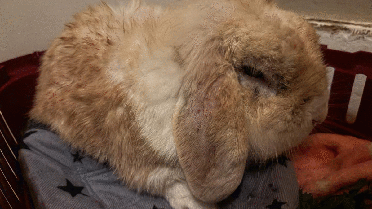 Coelho marrom que vivia com fumantes toma banho e revela sua verdadeira cor; veja Animal impregnado de nicotina precisou de mais de um banho