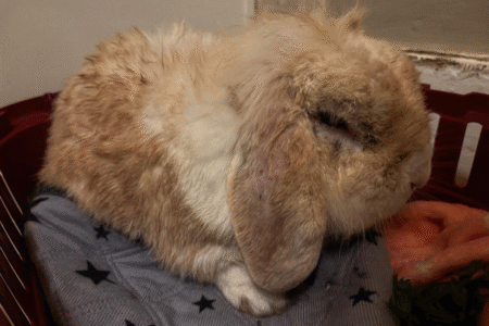 Coelho marrom que vivia com fumantes toma banho e revela sua verdadeira cor; veja Animal impregnado de nicotina precisou de mais de um banho