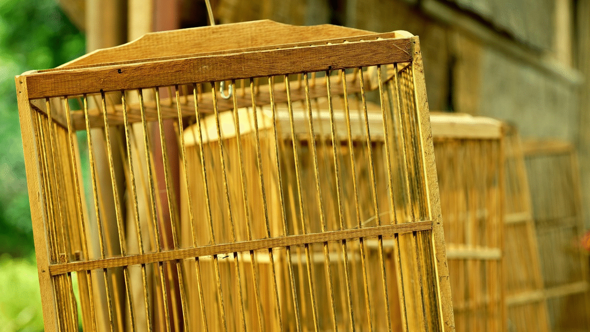 Imagem de uma gaiola de pássaros