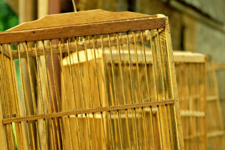 Imagem de uma gaiola de pássaros