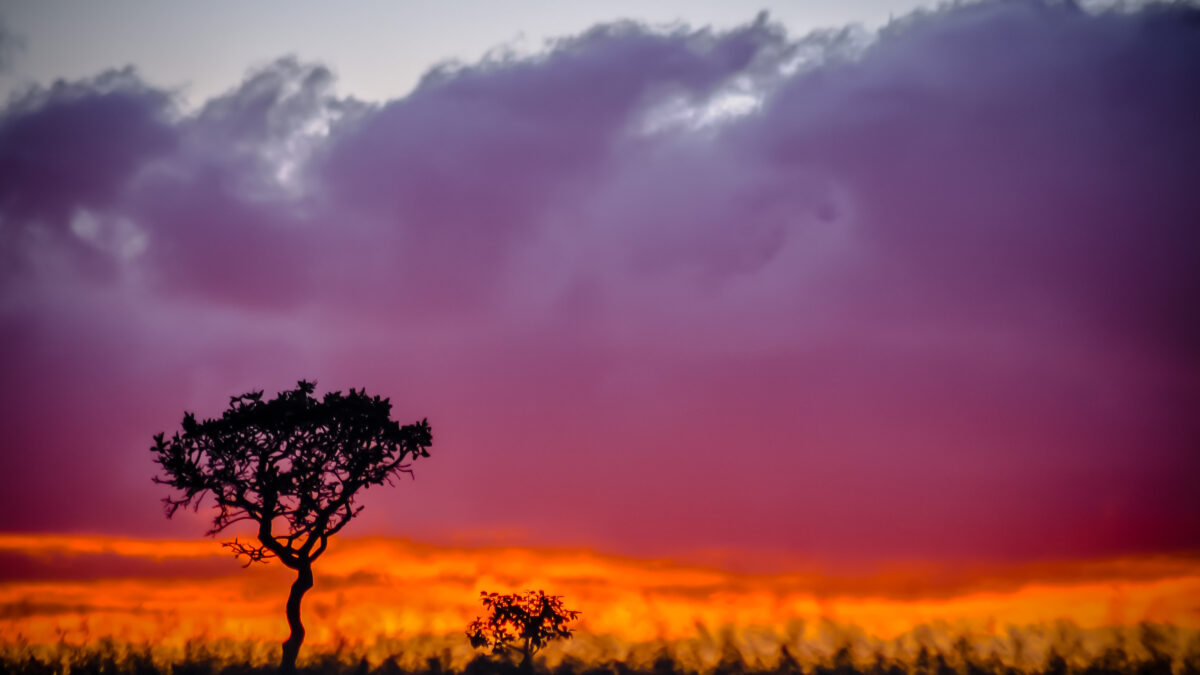 Exposição fotográfica celebra o Cerrado e reforça preservação do bioma