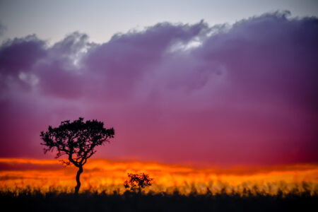 Exposição fotográfica celebra o Cerrado e reforça preservação do bioma