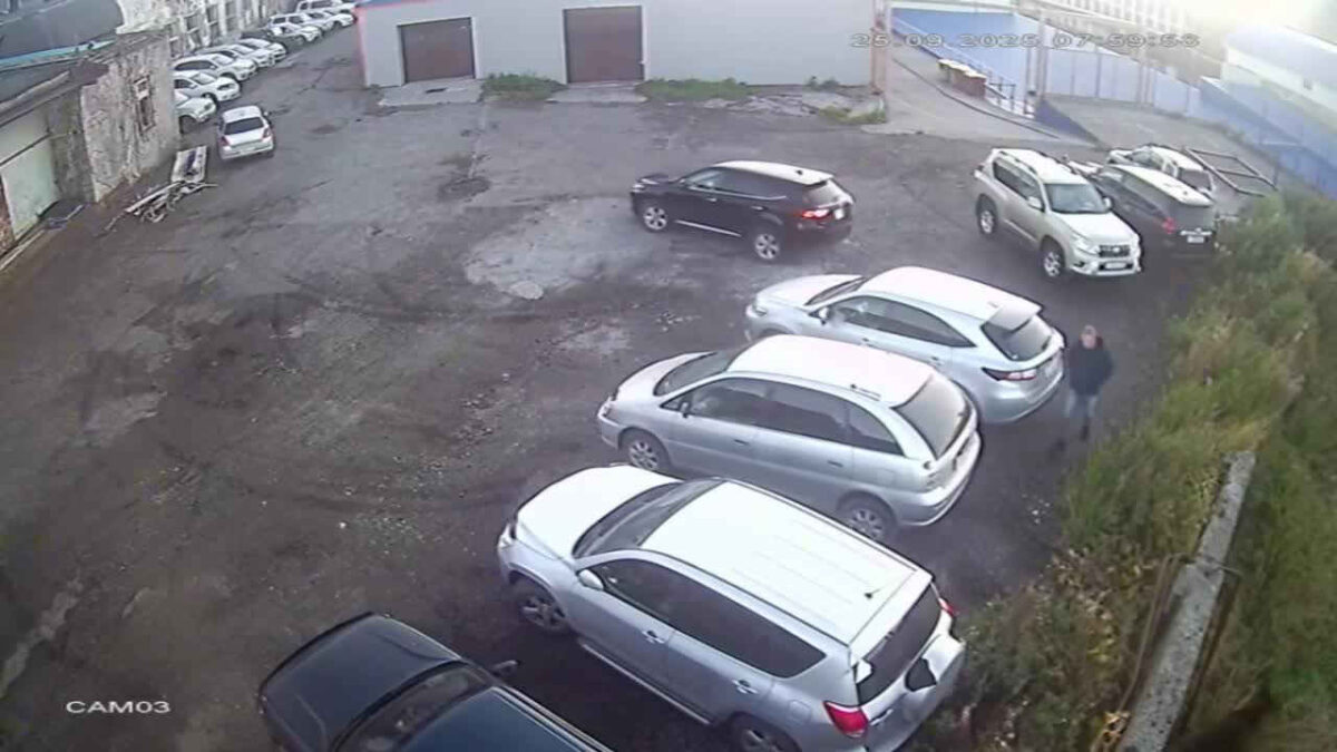 Urso invade cidade, mata idosa e ataca menino; criança sobrevive fingindo-se de morta; vídeo Animal atacou homem