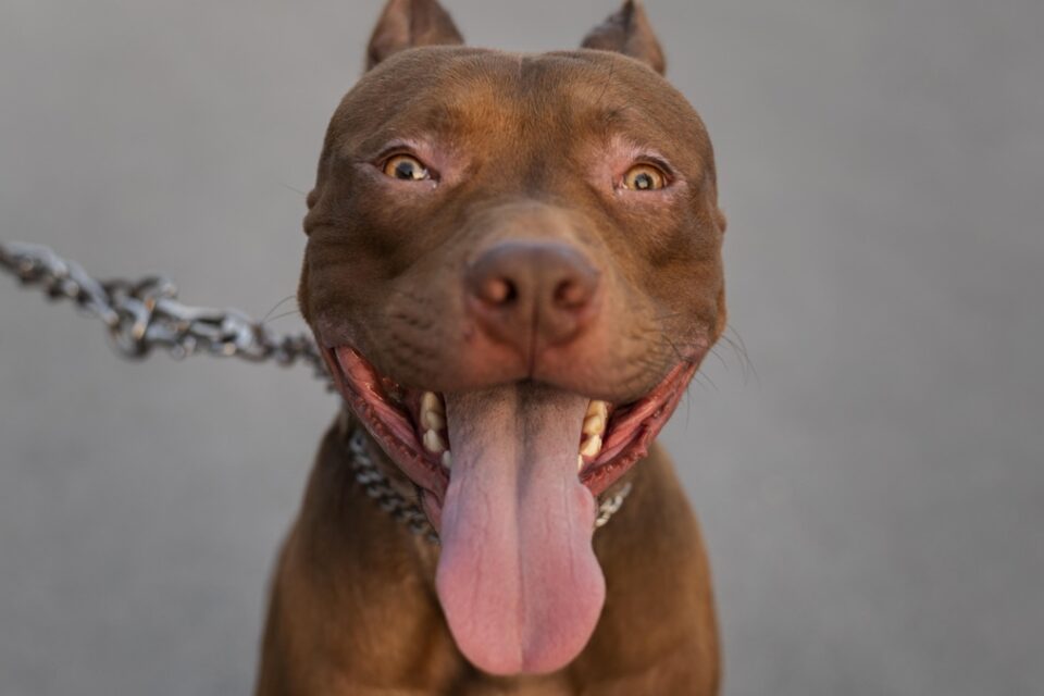 Justiça do DF manda homem tirar cadela pit bull da casa da ex