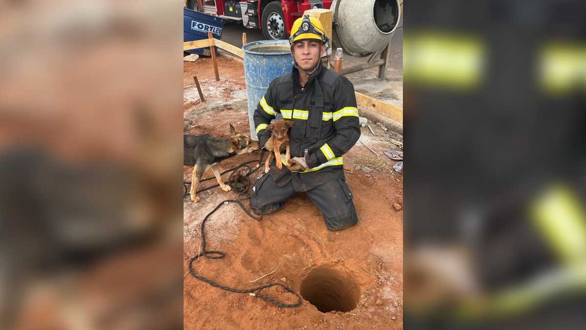 Bombeiros resgatam filhotes de cachorro presos em buracos de obra em Goiatuba