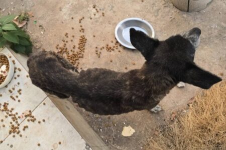 Polícia encontra 10 cães mortos em abrigo no DF Outros dois animais foram resgatados do local, que funcionava como lar temporário