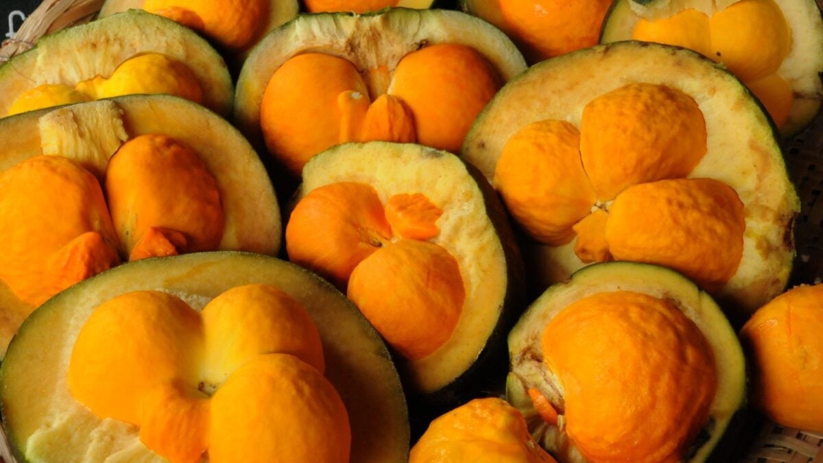 Pequi faz bem à saúde? Estudos apontam os benefícios do ouro do Cerrado Confira os nutrientes presentes no fruto e a melhor forma de consumo