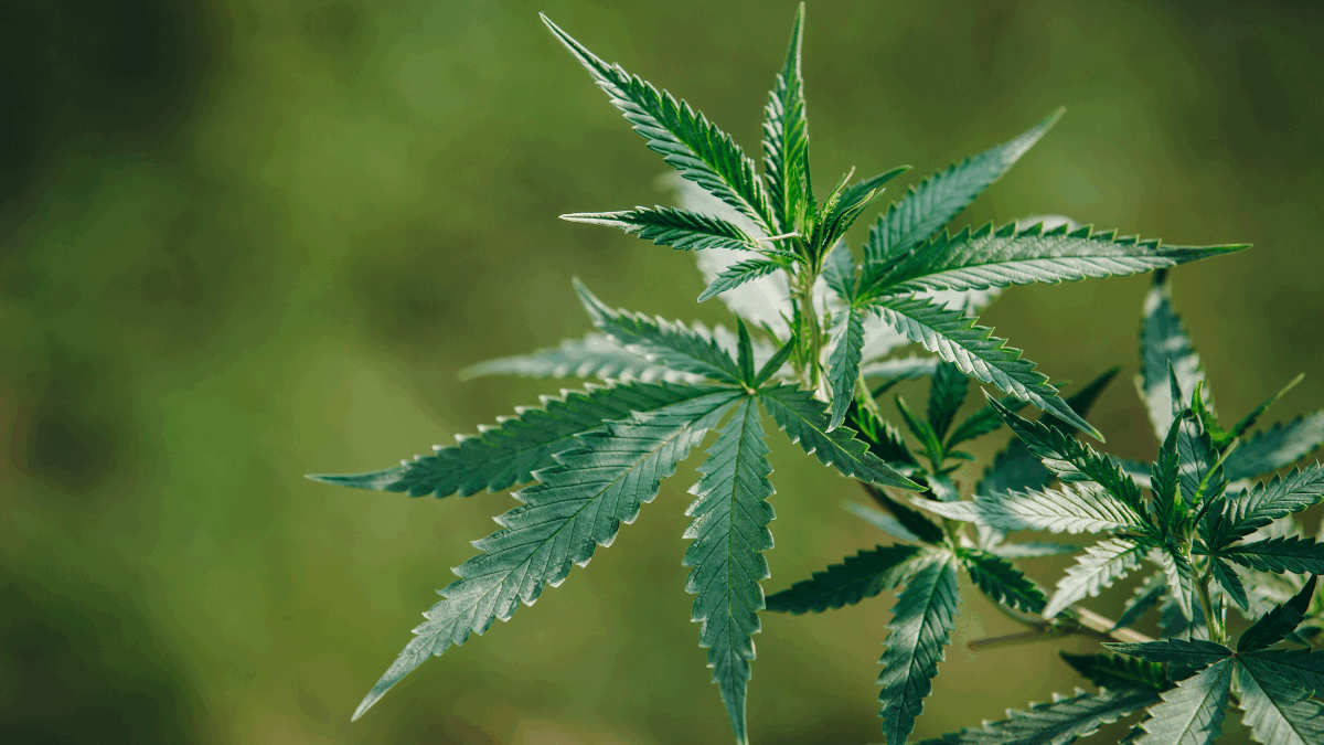 Imagem da folha da cannabis