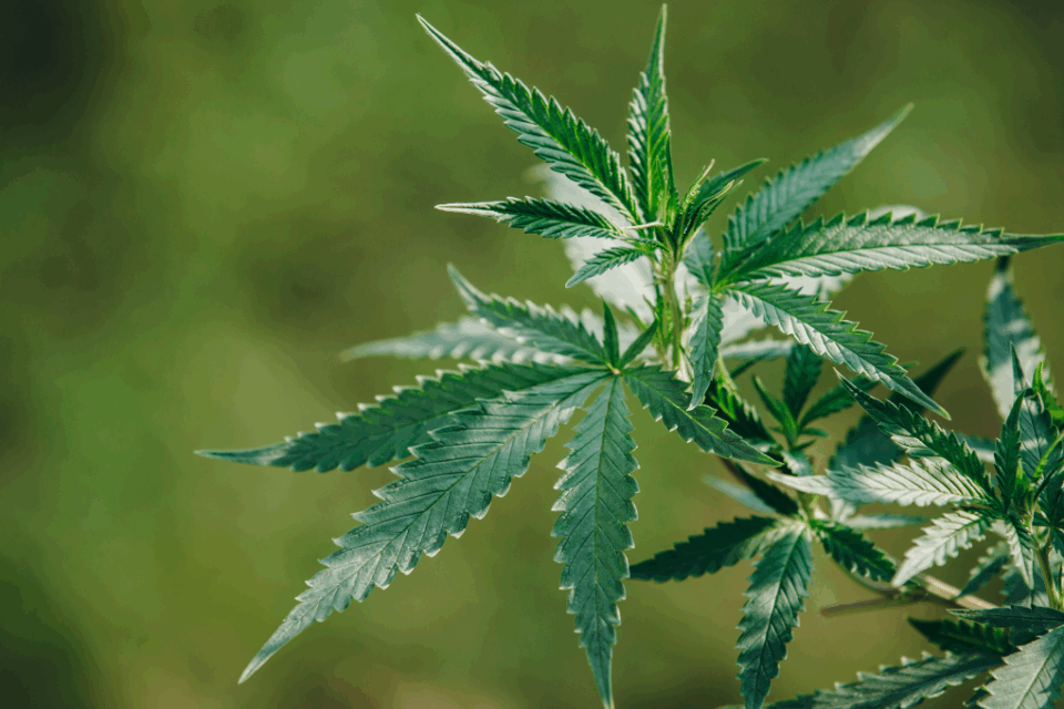 Imagem da folha da cannabis
