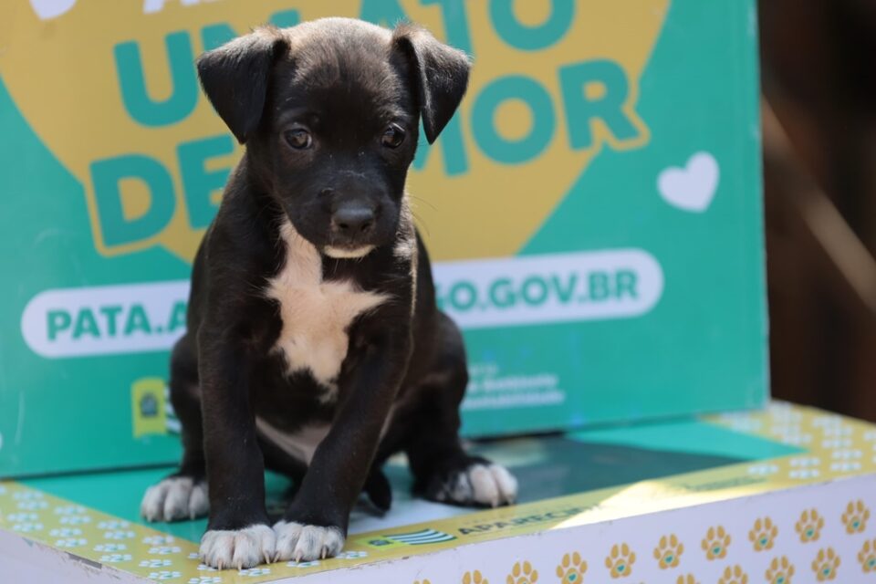 Aparecida terá feira de adoção de cães e gatos no próximo sábado