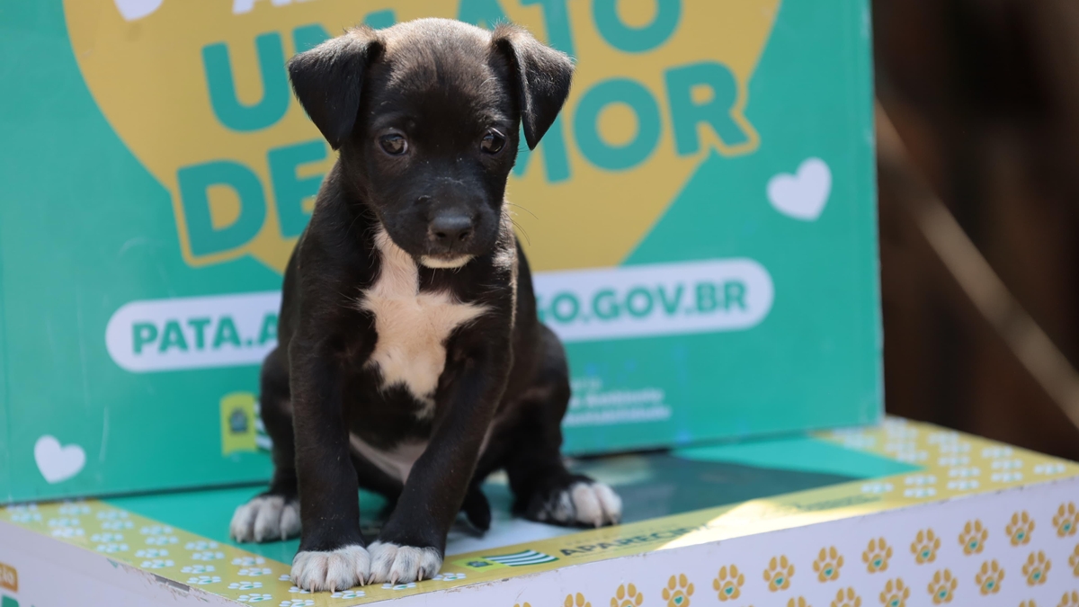Aparecida terá feira de adoção de cães e gatos no próximo sábado