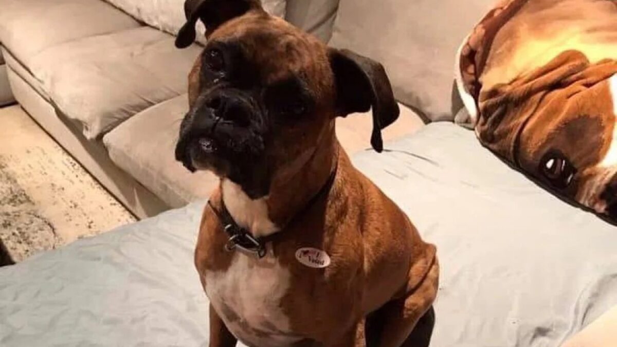 Mulher é indiciada após registrar cadela como eleitora e votar em nome do animal fotos das cédulas de votação e do pet com adesivo 'Eu votei'