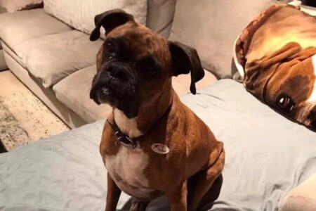 Mulher é indiciada após registrar cadela como eleitora e votar em nome do animal fotos das cédulas de votação e do pet com adesivo 'Eu votei'