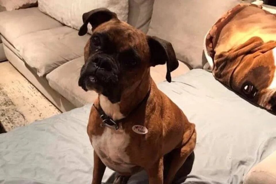 Mulher é indiciada após registrar cadela como eleitora e votar em nome do animal fotos das cédulas de votação e do pet com adesivo 'Eu votei'