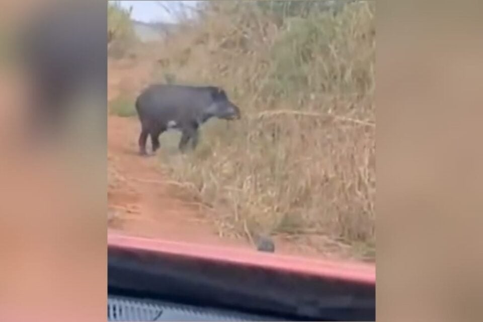 imagem da anta fugindo