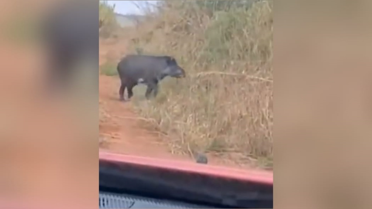 imagem da anta fugindo