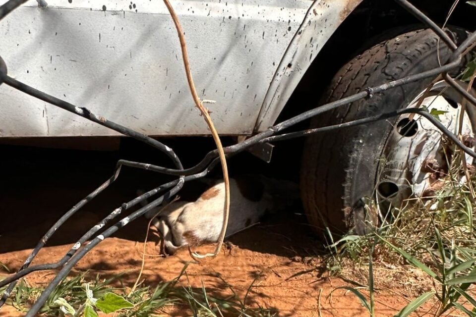 Policial é suspeito de envenenar cachorros no complexo de delegacias de Goiânia