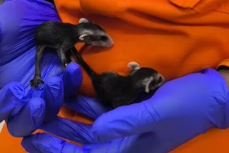 Bombeiros resgatam filhotes de gambá que ainda mamavam na mãe morta, em Jataí