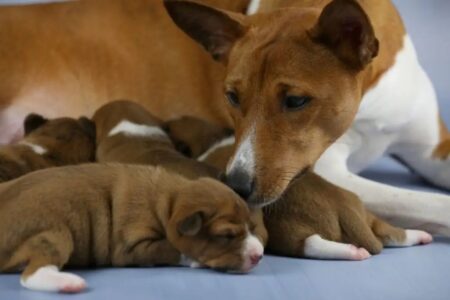 Pílula com sabor de carne é testada para prolongar a vida dos cães Estudo para aprovação do fármaco conta com mais de mil cachorros idosos