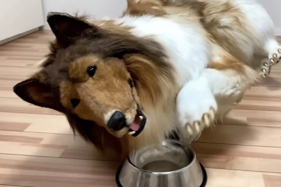 ba43e5a7 image Therians: entenda a comunidade de pessoas que se identificam e vivem como animais