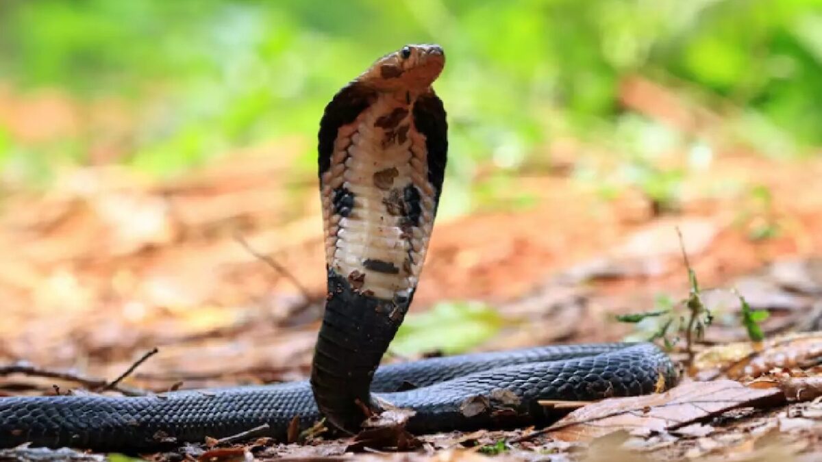 Homem morre picado por cobra ao receber R$ 35 para capturá-la na casa de vizinho vídeo mostra Mohit tentando pegar réptil sem proteção