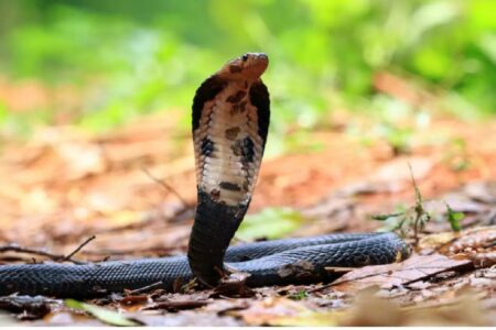 Homem morre picado por cobra ao receber R$ 35 para capturá-la na casa de vizinho vídeo mostra Mohit tentando pegar réptil sem proteção