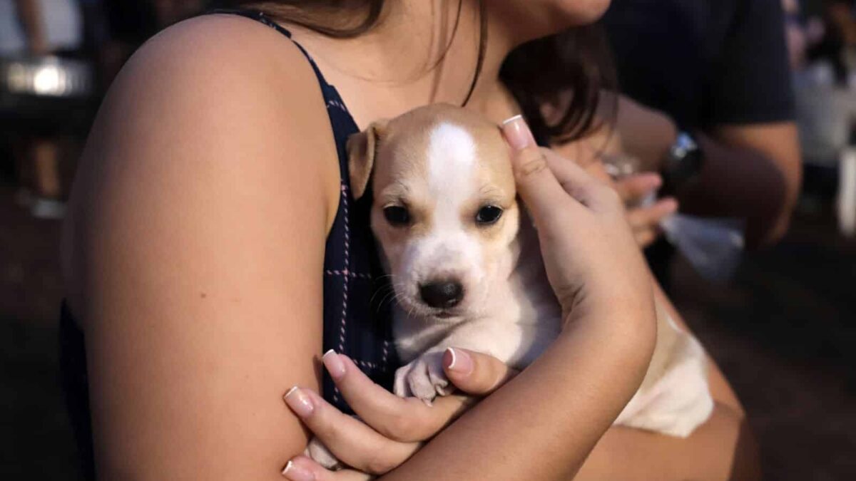 Feira abrigo Focinho Caridoso no Passeio das Águas Shopping de Goiânia recebe feira de adoção de animais neste sábado (20); confira