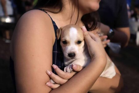 Feira abrigo Focinho Caridoso no Passeio das Águas Shopping de Goiânia recebe feira de adoção de animais neste sábado (20); confira
