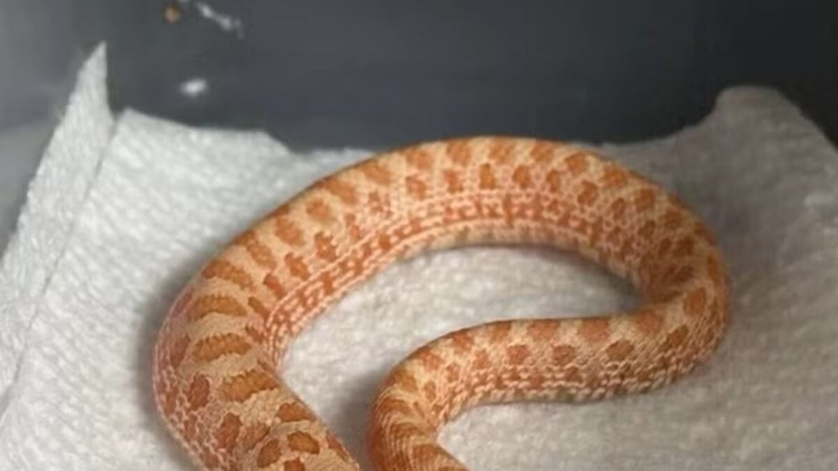 Cabeças chegaram a “disputar” quem estava no comando Cobra rara nasce com duas cabeças, que brigam entre si; veja foto