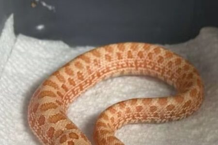 Cabeças chegaram a “disputar” quem estava no comando Cobra rara nasce com duas cabeças, que brigam entre si; veja foto