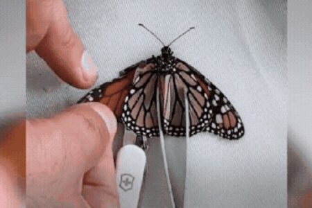 Borboleta é submetida a cirurgia, recebe asa de outra e consegue voar novamente; vídeo Procedimento inusitado foi realizado por casal nos EUA
