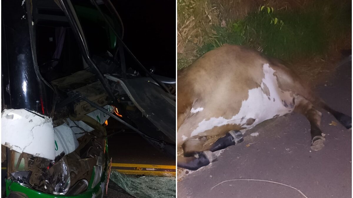 Ônibus atinge vaca na GO-070 entre Itapirapuã e Cidade de Goiás