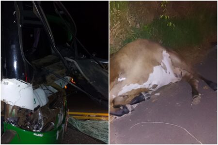 Ônibus atinge vaca na GO-070 entre Itapirapuã e Cidade de Goiás
