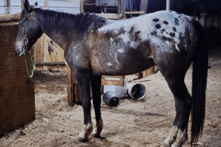 Cavalo da raça Appaloosa