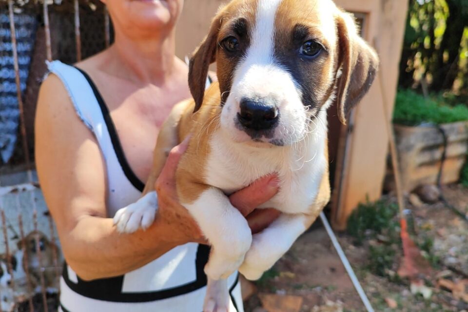 Grupo realiza feira de adoção com 12 cães e gatos em Goiânia no próximo sábado